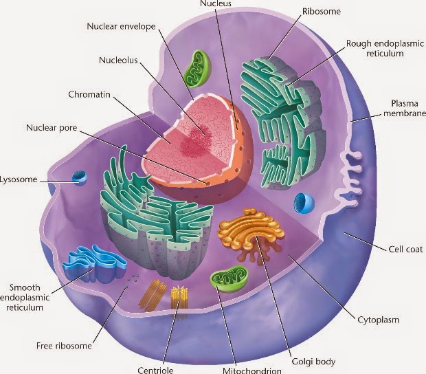 Penting Sel Sel Hewan Fungsi, Hewan Invertebrata