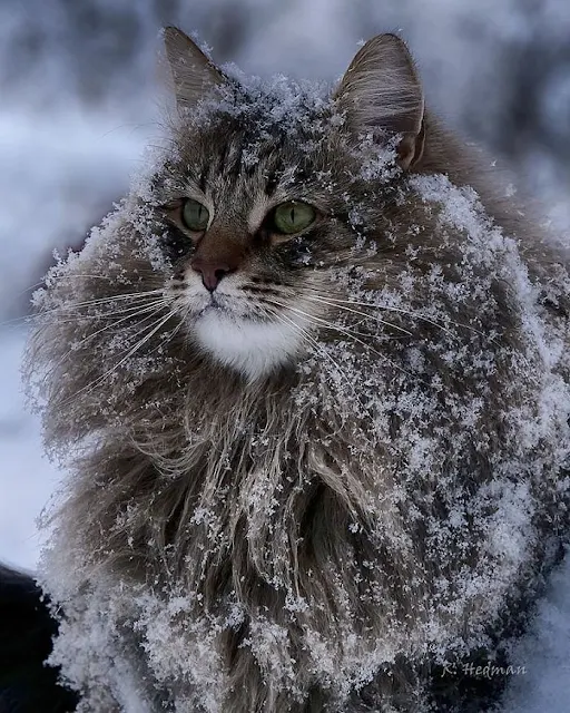 Domestic cat in Finnish weather