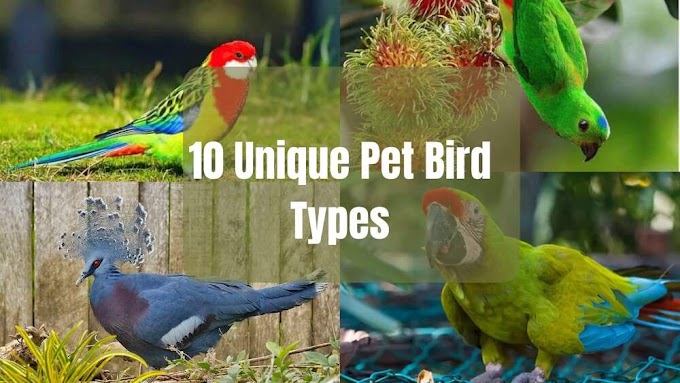 10 Unique Pet Bird Types You've Probably Never Heard Of