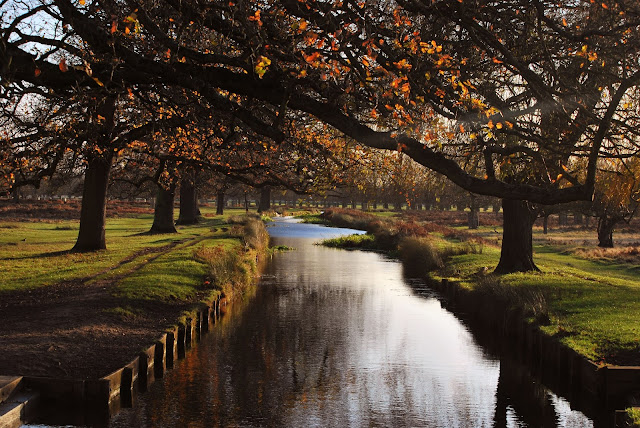 Bushy Park, London