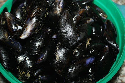 ricette-cozze-muscoli-peoci-mitili-muscioli