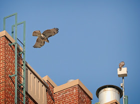 Tompkins Square hawk fledglings atop the Christodora