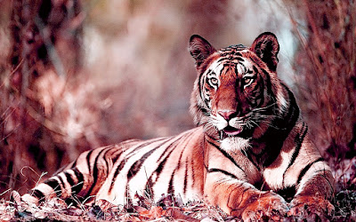 TIGER - Jungle Animals HD Wallpaper