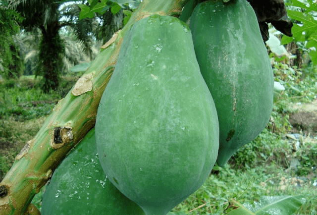 masker-pepaya-untuk-jerawat