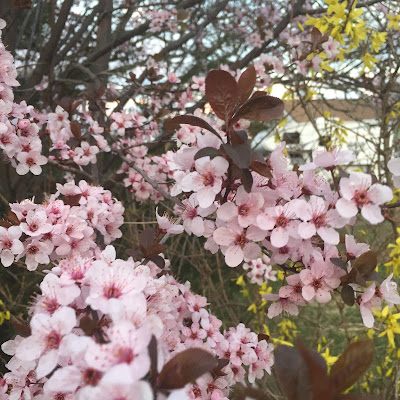 Plum Blossoms at Steins at Sunset Florist