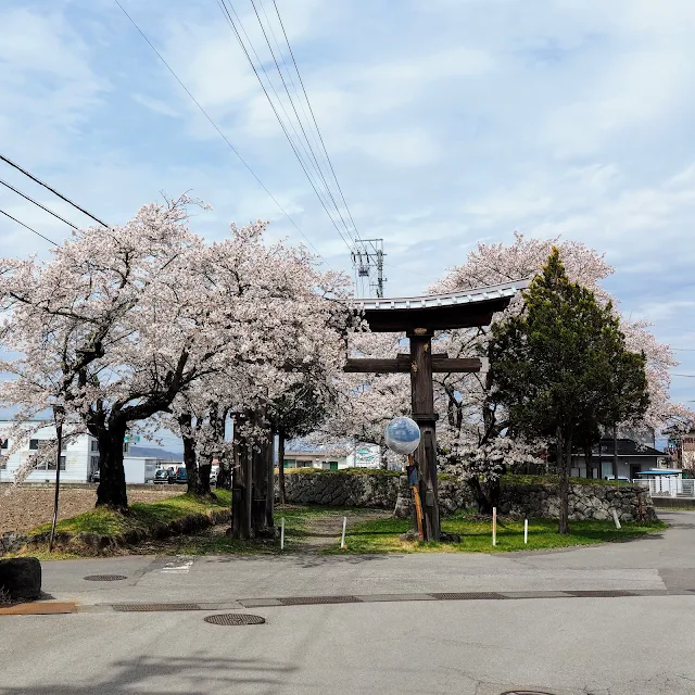 龍岡城　枡形　鳥居　桜