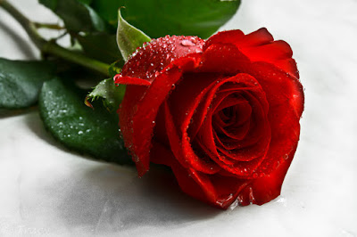 Beautiful Photos Of Love Flower Rose 12