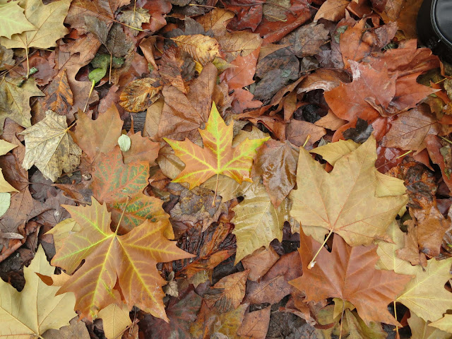 Fallen plane leaves mixed with sycamore and beech - autumn