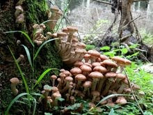 giant_fungus_armillaria_ostoyae3