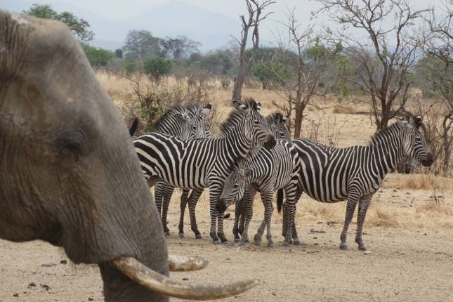 National Park Tour Packages Tanzania – Check Out The Nature At Its Best