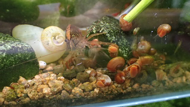 Crimaron の コミュブログ s 熱帯魚 ゲーム Etc 完全に水中に植えて見たポトスのその後