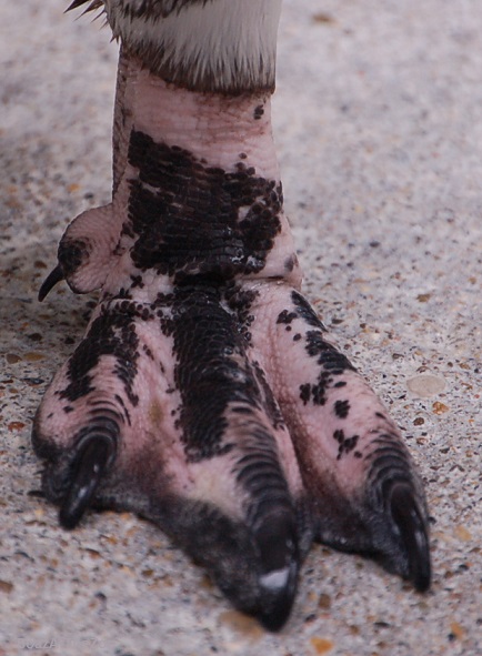 a pink and black foot with three webbed toes