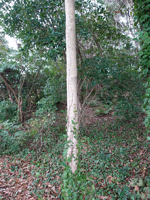 むきばんだ史跡公園　弥生の森