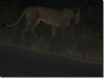 Life in the wilderness 057