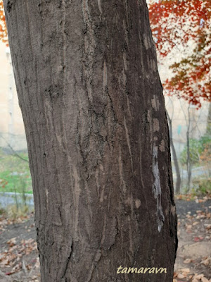 Клён ложнозибольдов (Acer pseudosieboldianum)