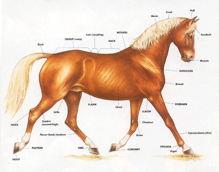 Stud ook - a ook where horses and ponies book. Stud ook - a ook where
