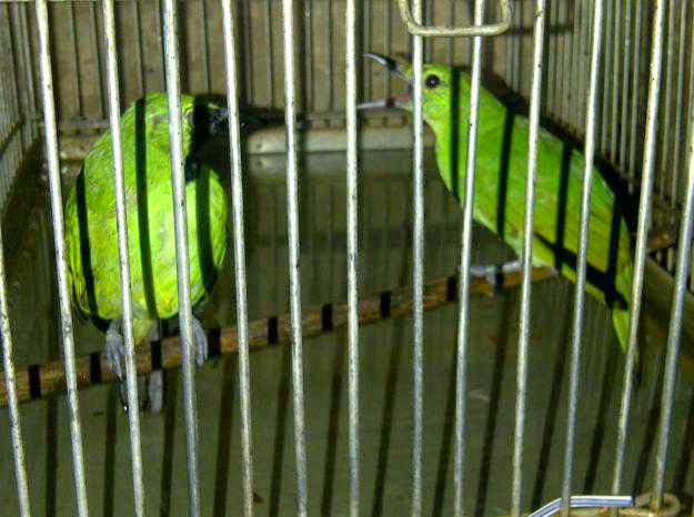 Abang Kicau Mania Daftar iHargai Burung iCucaki Ijo Update Abang Kicau Mania Daftar iHargai Burung iCucaki Ijo Update