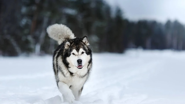 Alaskan Malamute