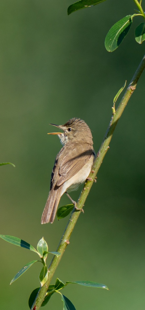 A blyth's reed warbler.