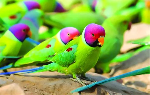 Beautiful Tia Bird Pictures - Dove, Cuckoo, Myna, Tia, Pigeon, Kingfisher, Cockatoo, Beautiful Bird Pictures - birds - NeotericIT.com