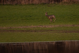 Wildlifefotografie Naturfotografie Lippeaue Sonnenuntergang Olaf Kerber