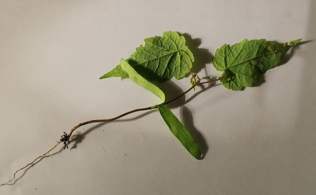 Sycamore seedling with underside of leaves showing.