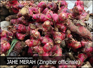 17 Manfaat Jahe merah (Zingiber officinale) bagi tubuh kita