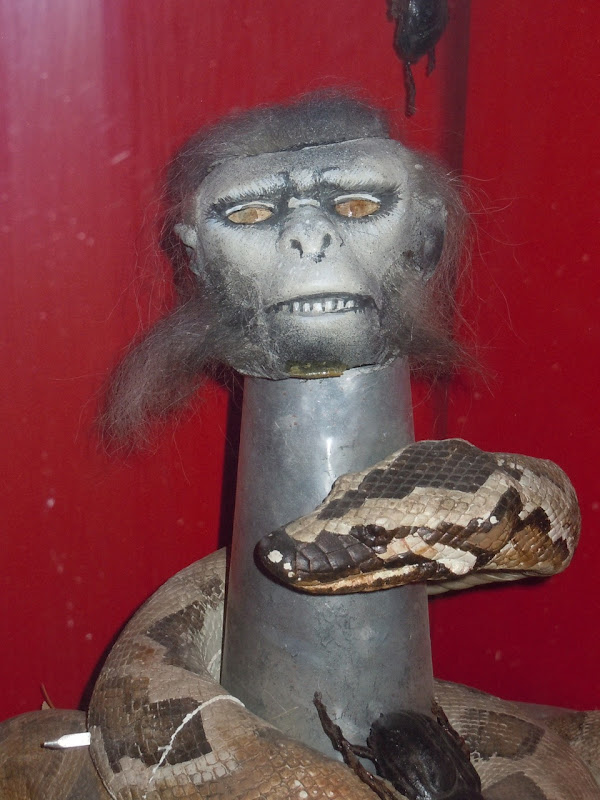 Indiana Jones 2 chilled monkey brains prop