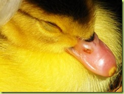 little duck 2 for web