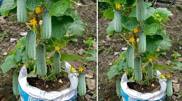 শসা চাষের পদ্ধতি এবং উপযুক্ত সময় | Cucumber Cultivation Method and Suitable Time