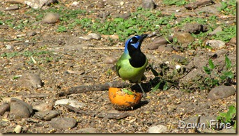 Padre Island birding_217