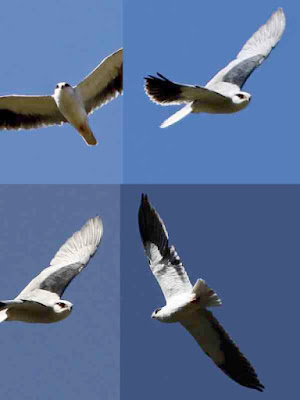 Black-winged Kite