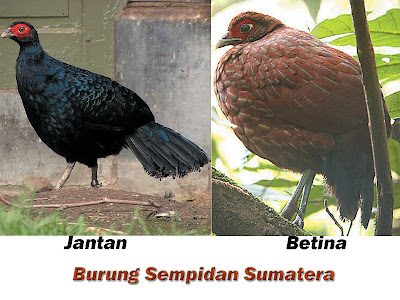 Informasi Tentang Burung Sempidan Sumatera