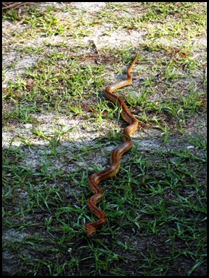 Monday at Wakulla Springs 001