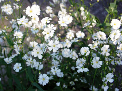 【ベストコレクション】 かすみ草 花言葉 166756-かすみ草 花言葉 本数