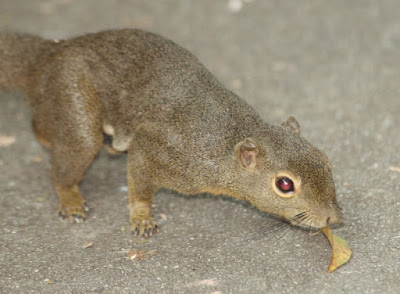 Plantain Squirrel (Callosciurus notatus)