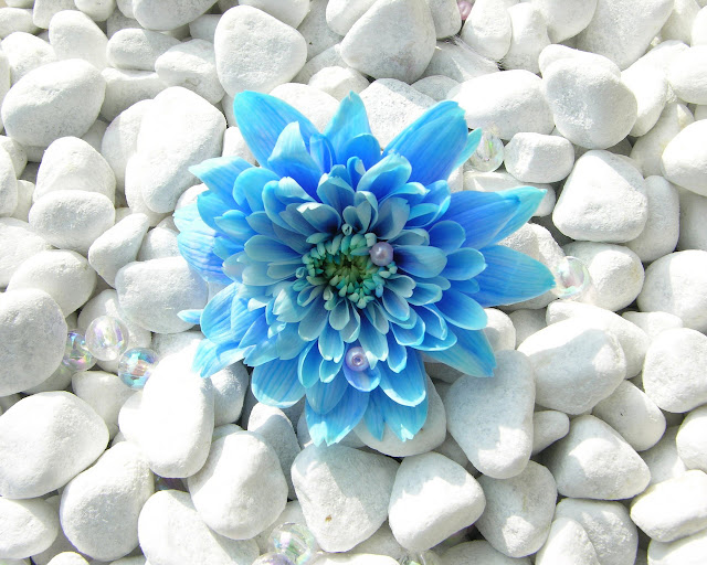 Blue Flower Wallpapers