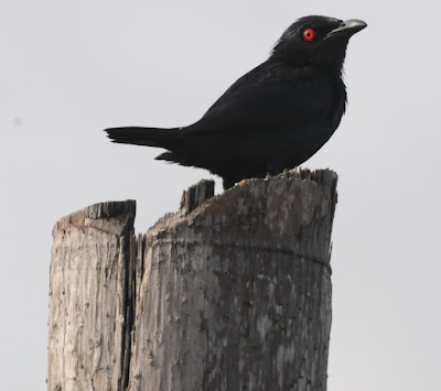 Asian Glossy Starling (Aplonis panayensis)