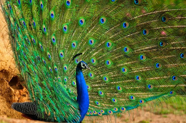 Beautiful Indian Peacock HD Wallpaper Free