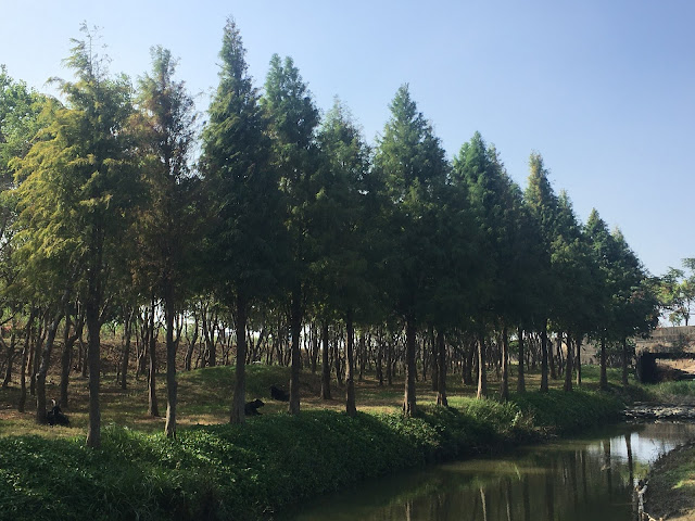 Bald Cypress forest at Yuliao Site in Chiayi, Taiwan