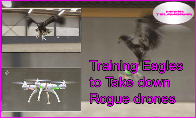 Dutch Police Are Training Eagles To Take Down Drones
