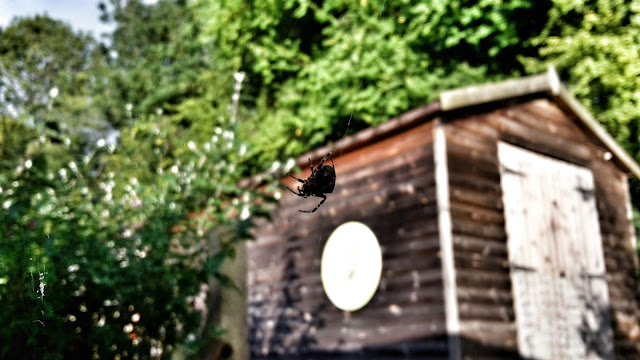 Project 365 2015 day 267 - Spiders at work // 76sunflowers