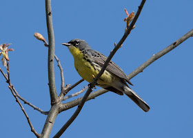 Kirtland's Warbler - Grayling, Michigan, USA