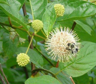 bumblebee on buttonbush