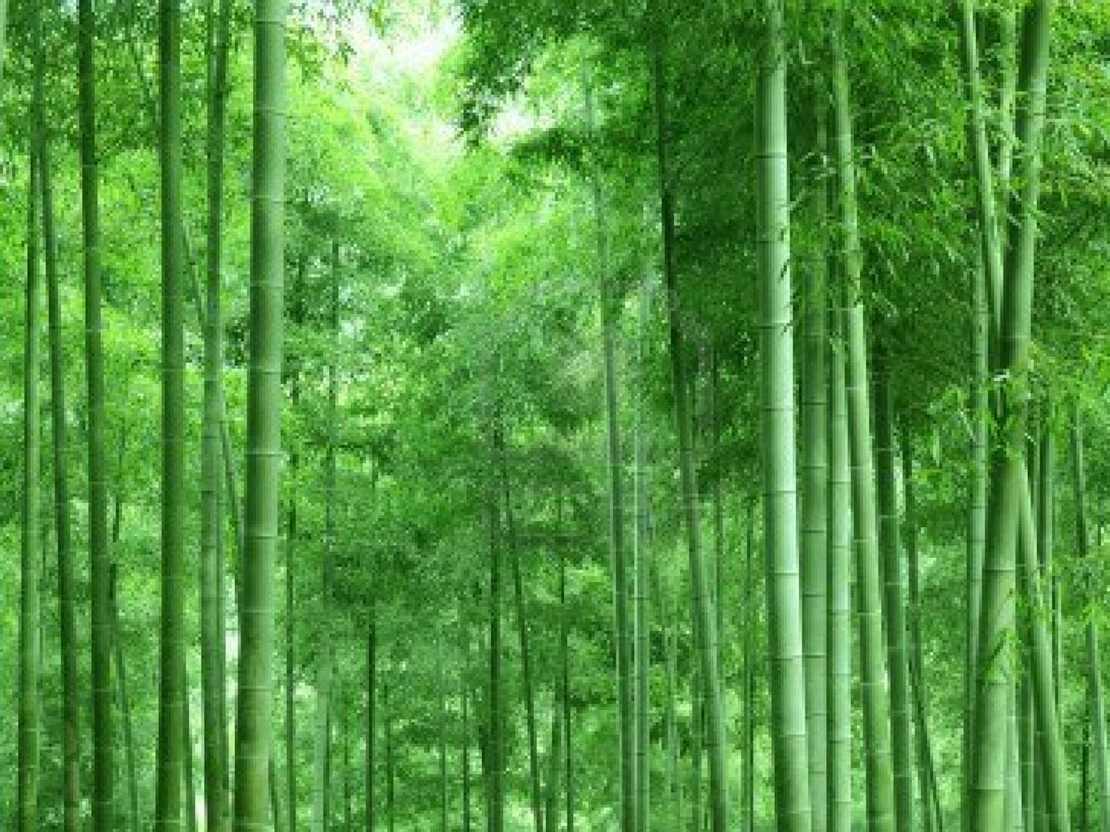 Wallpapers Bamboo Forest Wallpapers Afalchi Free images wallpape [afalchi.blogspot.com]