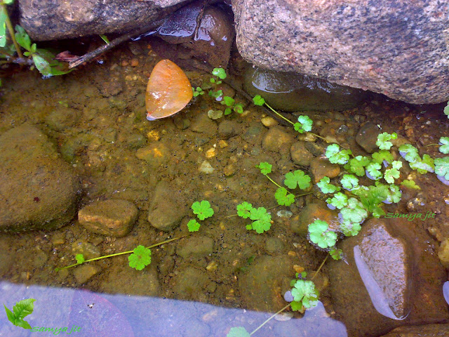 Hydrocotyle sibthorpioides submerged in habitat