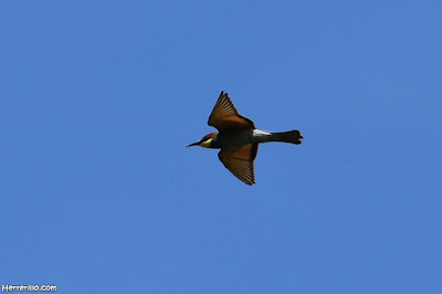 Abejaruco (Merops apiaster)