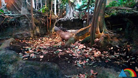 Capibara del Bosque Inundado de CosmoCaixa Barcelona