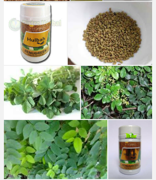 Manfaat Hulba Akibat Dari Tingginys Kandungan Nutrisi Penting Pada
Fenugreek / Hilbeh / Halba