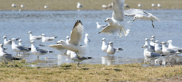 gull wallpaper,gull images;gull photo,gull picture,beautiful gull,cute gull,Pacific Gull, Larus pacificus, Belcher's Gull, Larus belcheri, Olrog's Gull, Larus atlanticus Black-tailed Gull, Larus crassirostris ,Heermann's Gull, Larus heermanni,Common Gull or Mew Gull, Larus canus,Ring-billed Gull, Larus delawarensis,California Gull, Larus californicusGreat Black-backed Gull, Larus marinus,Kelp Gull, Larus dominicanus, (called "Southern Black-backed Gull" or "Karoro" in New Zealand),Cape Gull, Larus dominicanus vetula,Glaucous-winged Gull, Larus glaucescens,Western Gull, Larus occidentalis,Yellow-footed Gull, Larus livens,Glaucous Gull, Larus hyperboreus,Iceland Gull, Larus glaucoides,Kumlien's Gull, Larus glaucoides kumlieni Thayer's Gull, Larus thayeri,European Herring Gull, Larus argentatus,Heuglin's Gull, Larus heuglini,American Herring Gull,Larus smithsonianus,Yellow-legged Gull,Larus michahellis,Caspian Gull, Larus cachinnans,East Siberian Herring Gull, Larus vegae,Armenian Gull,Larus armenicus,Slaty-backed Gull,Larus schistisagus,Lesser Black-backed Gull,Larus fuscus,White-eyed Gull,Ichthyaetus leucophthalmus,Sooty Gull,Ichthyaetus hemprichii,Great Black-headed Gull,Ichthyaetus ichthyaetus,Audouin's Gull, Ichthyaetus audouinii,Mediterranean Gull, Ichthyaetus melanocephalus,Relict Gull, Ichthyaetus relictus,Dolphin Gull, Leucophaeus scoresbii,Laughing Gull, Leucophaeus atricilla,Franklin's Gull, Leucophaeus pipixcan,Lava Gull, Leucophaeus fuliginosus,Gray Gull, Leucophaeus modestus,Silver Gull, Chroicocephalus novaehollandiae,Red-billed Gull, Chroicocephalus scopulinus,Hartlaub's Gull, Chroicocephalus hartlaubii,  Brown-hooded Gull, Chroicocephalus maculipennis,Gray-hooded Gull, Chroicocephalus cirrocephalus,Andean Gull, Chroicocephalus serranus,Black-billed Gull, Chroicocephalus bulleri,Brown-headed Gull, Chroicocephalus brunnicephalus,Black-headed Gull, Chroicocephalus ridibundus,Slender-billed Gull, Chroicocephalus genei,Bonaparte's Gull, Chroicocephalus philadelphia,